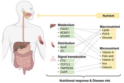 Personalized nutrition: A review of genotype-based nutritional supplementation